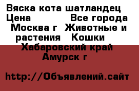 Вяска кота шатландец › Цена ­ 1 000 - Все города, Москва г. Животные и растения » Кошки   . Хабаровский край,Амурск г.